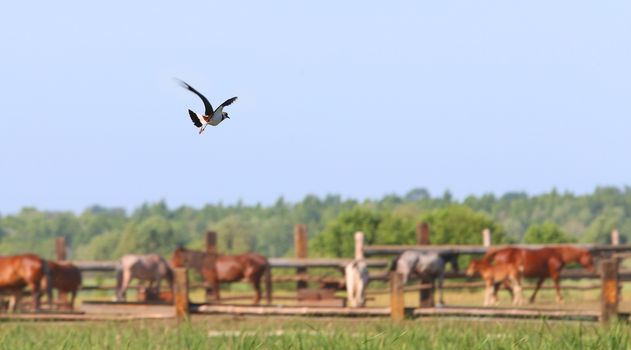 flying apwing