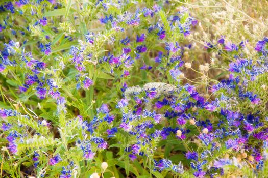 blue flower in the park  on the grass