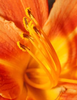  Stamens with pollen liliii orange macro closeup                             