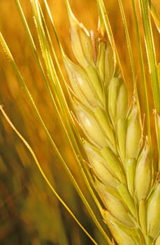 Ear of rye on the field in the rays of the sun closeup                                      
