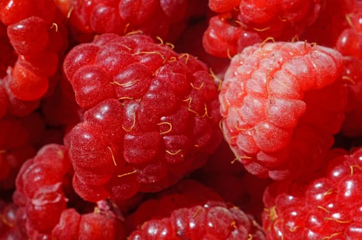  Raspberries very close up as background                              