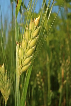 Ear of rye on the field closeup
