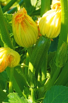 Flowers and ovaries of young zucchini in the garden                               