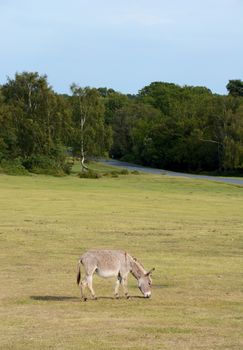 Donkey grazing alone in the New Forest in Hampshire, England