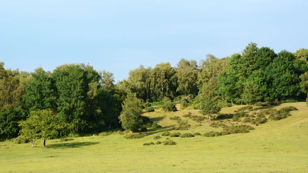 Pasture and woodland landscape in the New Forest, Hampshire, England