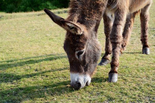 Close-up of a friendly donkey eating grass in the New Forest, Hampshire