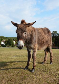 New Forest donkey stands unafraid of visitors in Lyndhurst, Hampshire