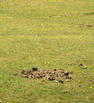 Horse manure in a field of grass and yellow hawkbit flowers, copy space above