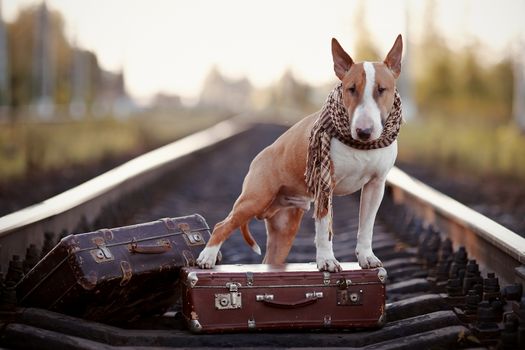 The bull terrier looks for the house. The dog waits for the owner. The lost dog. Bull terrier on the road. Dog on rails. Dog with suitcases.