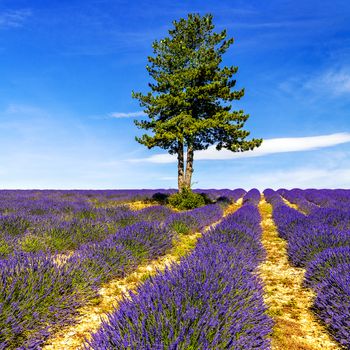 Lavender field in Provence, near Sault, France 