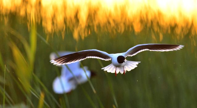 A Black headed Gull on flying.(Larus ridibundus)