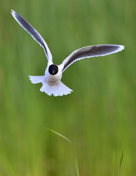 A Black headed Gull on flying.(Larus ridibundus)