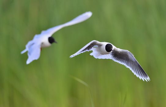 A Black headed Gull on flying.(Larus ridibundus)