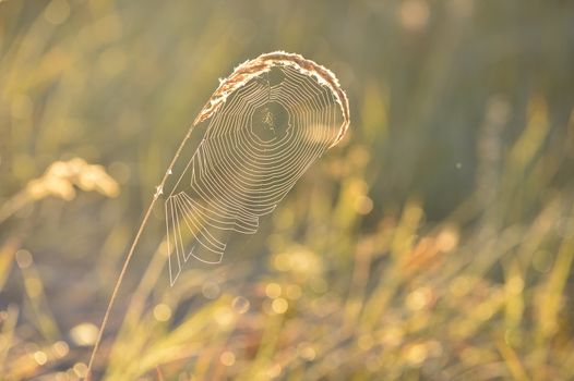 Spider web on a meadow in the rays of the rising sun.  Cobweb on the autumn meadow backlit by the rising sun.