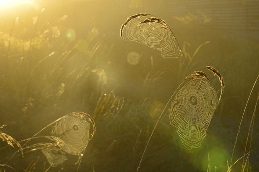 Spider web on a meadow in the rays of the rising sun.  Cobweb on the autumn meadow backlit by the rising sun.