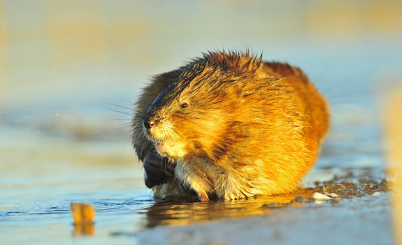 Muskrat ( Ondatra zibethica ) in beams of sunset light on ice