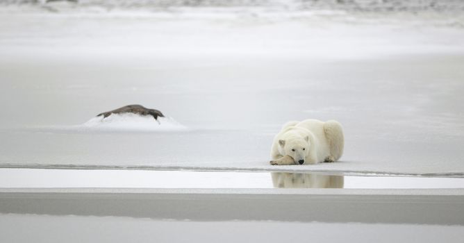 Polar bear in a native habitat. Snow. A frost. Winter.