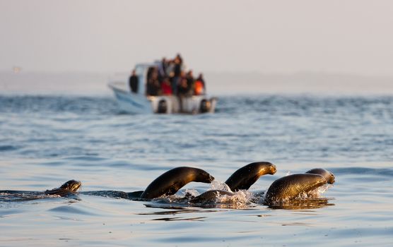Seals swim and jumping out of water . Cape fur seal (Arctocephalus pusilus). Kalk Bay, False Bay, South Africa 