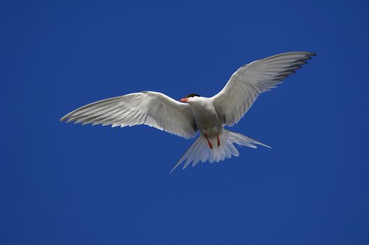 Adult Common Tern (Sterna Hirundo) in flight showing aggressive behaviour Suho Island in Ladoga Lake