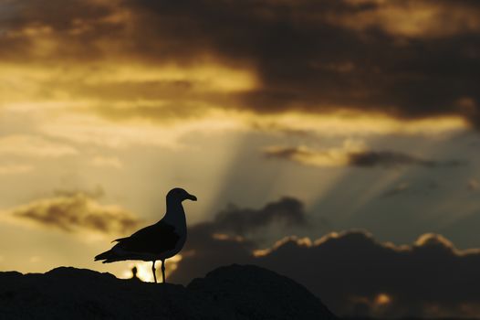 Seagull Silhouette in a putting of the spectacular Sun. Bird in front to Sun. Silhouette in sunset 