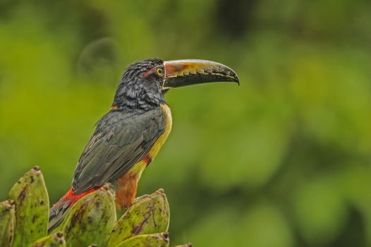 Collared Aracari sits atop plantains in Costa Rica.
