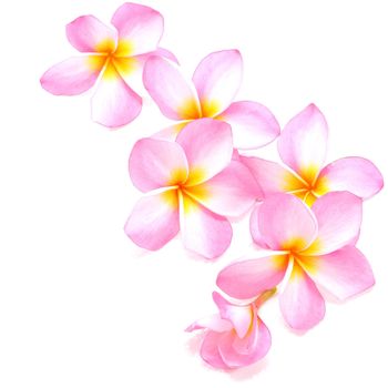 Blossom of pink Plumeria flower, isolated on a white background