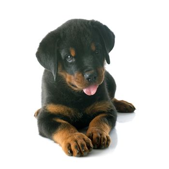 puppy rottweiler in front of white background