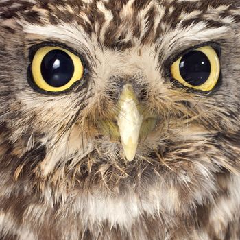 Little owl in front of white background