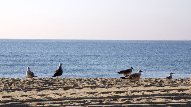 The seagulls at the beach on Black Sea