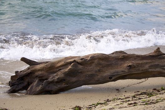 Wreck timber on the beach in Varna