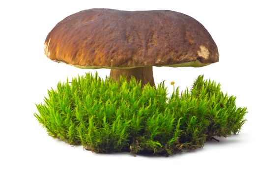 single large white mushroom cep on the green moss on white background