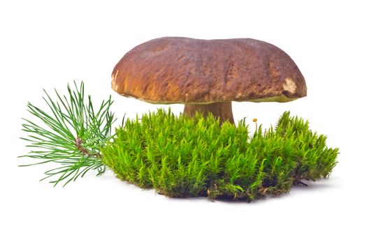 single large white mushroom cep on the green moss on white background