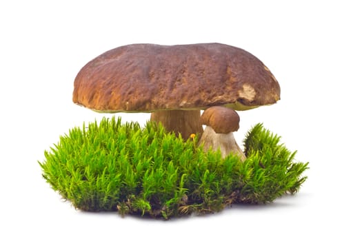 two white mushroom cep on the green moss on white background