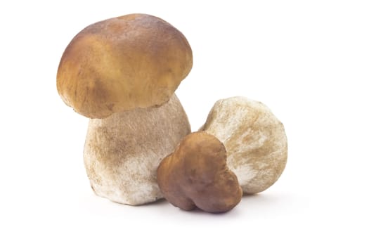 two ceps isolated on a white background