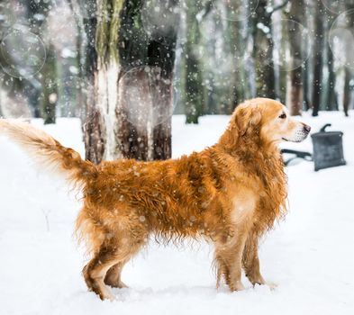 furry red retriever in the snow in winter