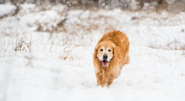 red retriever running in the snow in winter