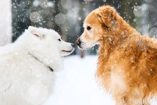 beautiful red and white husky retriever in the snow in winter