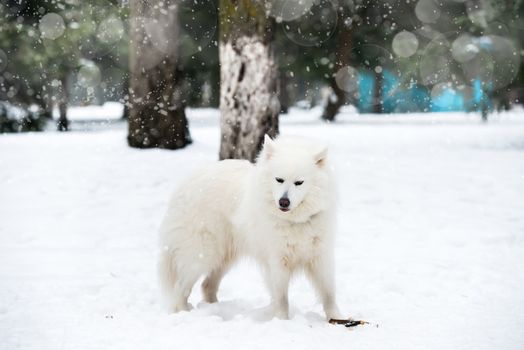 white husky playing on snow in winter