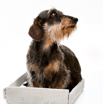 Longhair dachshund isolated on white background