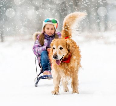 Furry Golden Retriever pulls the sledge with a little girl in the snow