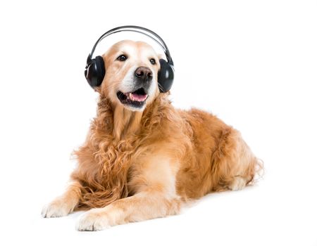 dog in headset isolated on a white background