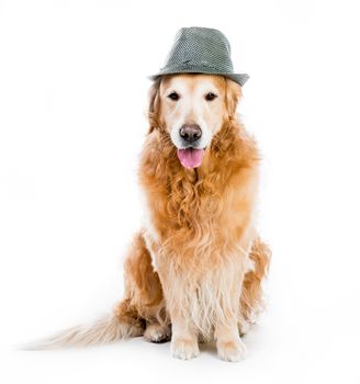 beautiful red retriever in a gray hat isolated on white background