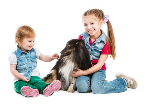 children playing with a dog breed sheltie on white background