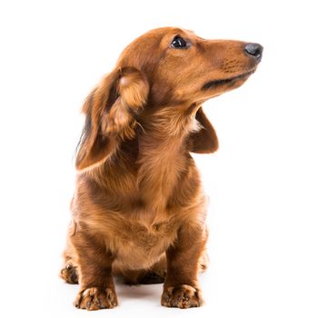 brown dog breed dachshund on white background