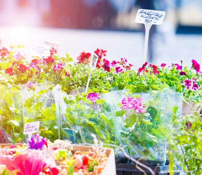 Flowers outside of flower shop