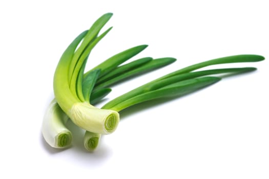 feathers of young green juicy onion