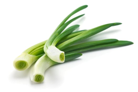 feathers of young green juicy onion