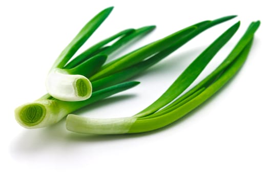 feathers of young green juicy onion