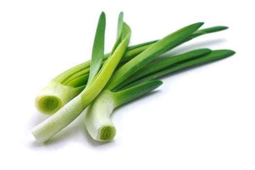 feathers of young green juicy onion