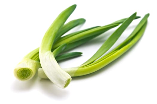 feathers of young green juicy onion